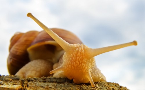 Image brown snail on white sand during daytime