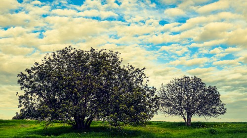 Image green tree on green grass field under blue and white cloudy sky during daytime