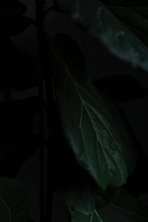 Leaf, Black, Green, Darkness, Plant. Wallpaper in 3332x4998 Resolution