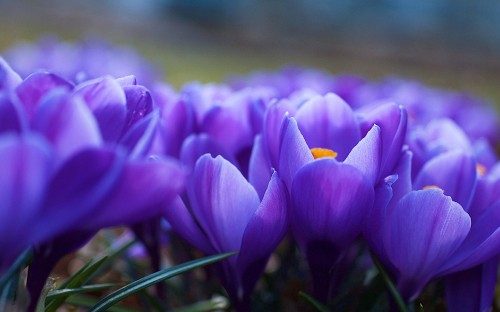 Image purple crocus flowers in bloom during daytime