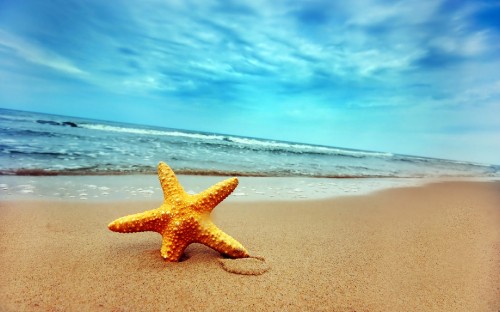 Image brown starfish on beach shore under blue sky during daytime