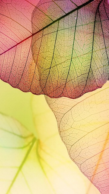 Image purple and white leaf in close up photography