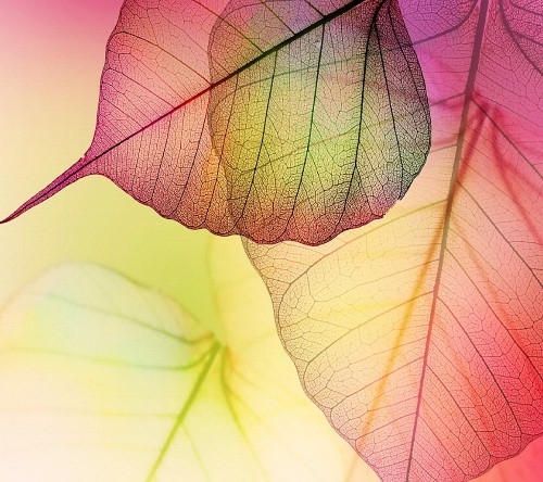 Image purple and white leaf in close up photography