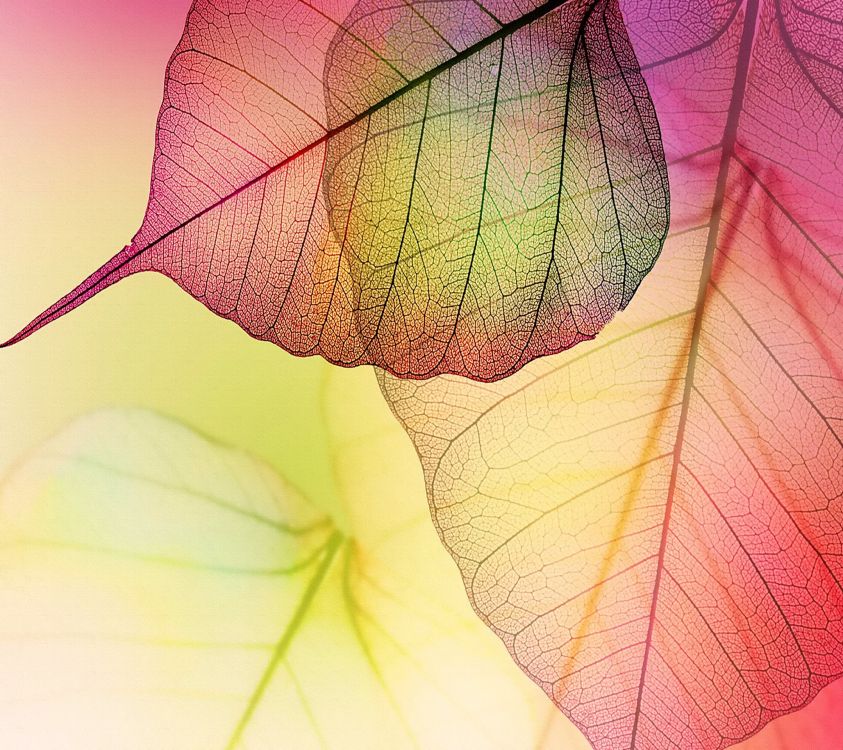 purple and white leaf in close up photography