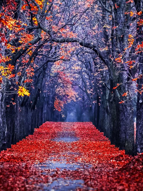 Baum, Blatt, Natur, Herbst, Laub. Wallpaper in 1536x2048 Resolution