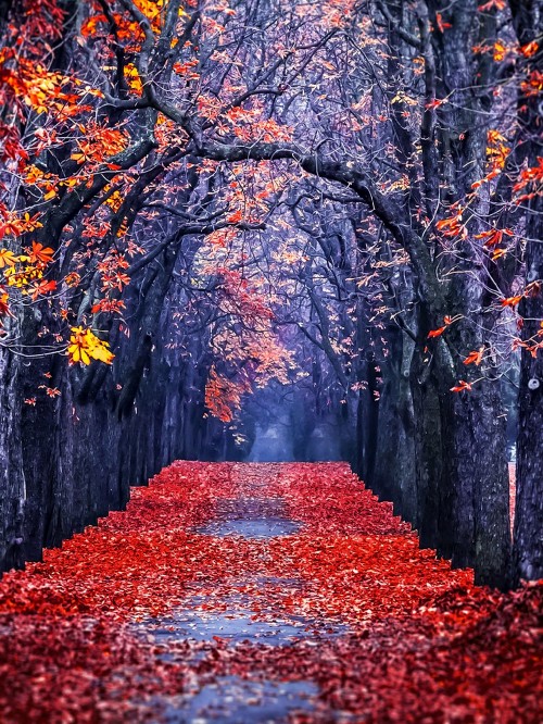 Image tree, leaf, red, nature, autumn