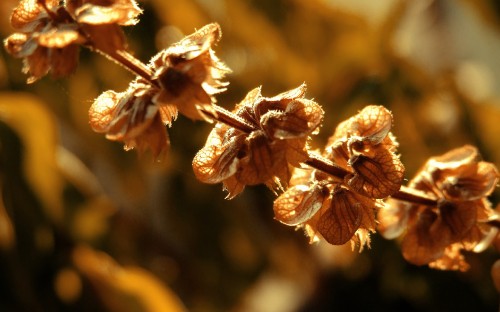 Image brown and white flower in tilt shift lens