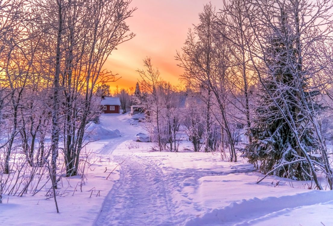 snow covered road between bare trees during sunset