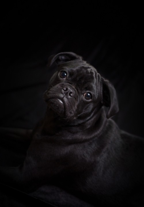 Image black pug lying on white textile