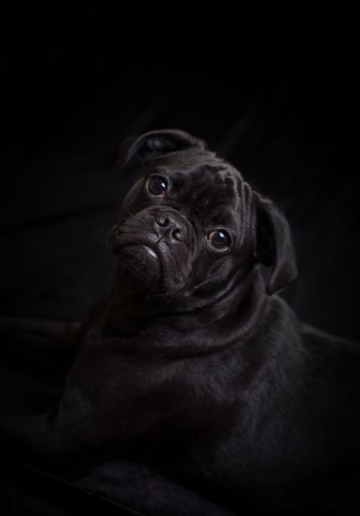 black pug lying on white textile