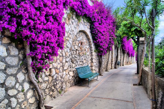 Fondos de Pantalla Banco Azul al Lado de Flores Púrpuras, Imágenes y