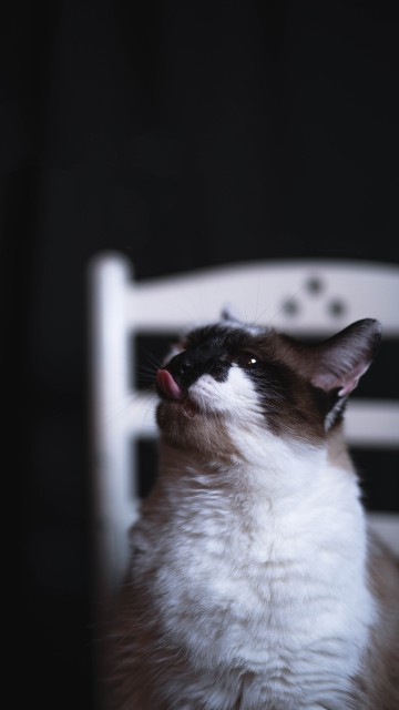 Image white and black cat on white table