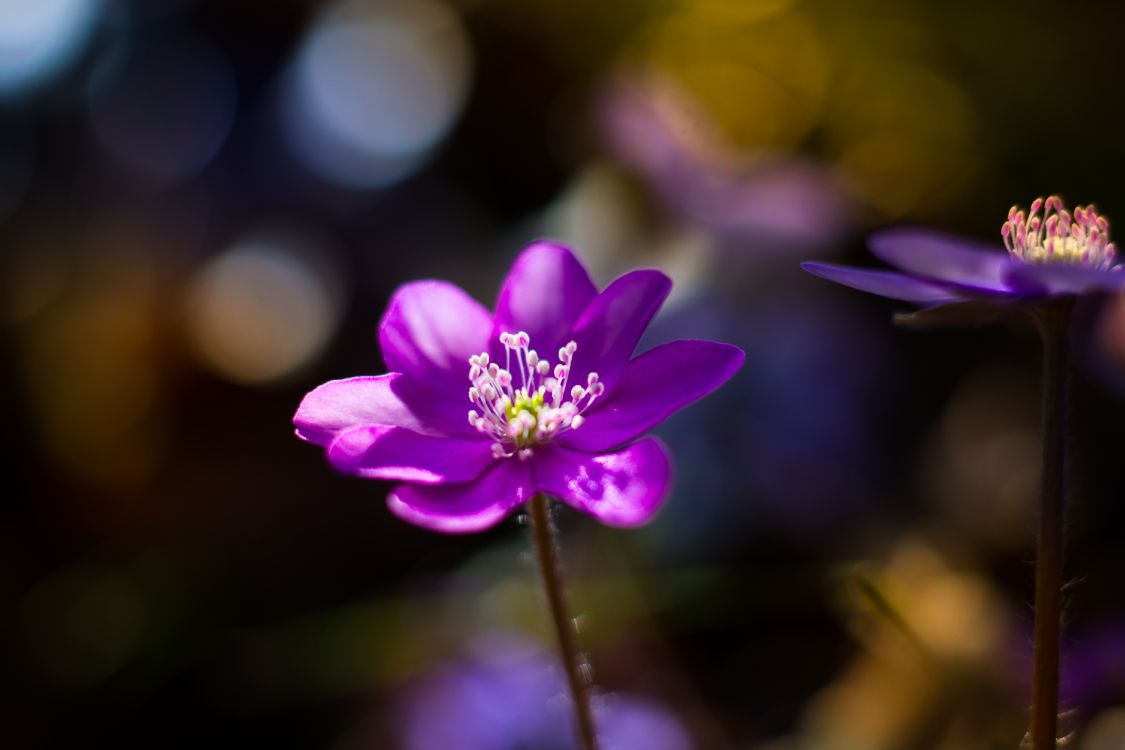 Purple Flower in Tilt Shift Lens. Wallpaper in 6000x4000 Resolution