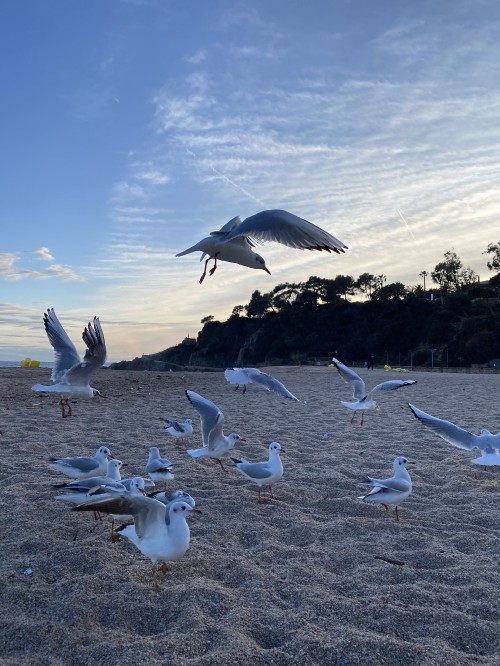 Image water, Shorebirds, gull, flight, birds