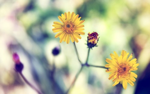 Image yellow flower in tilt shift lens