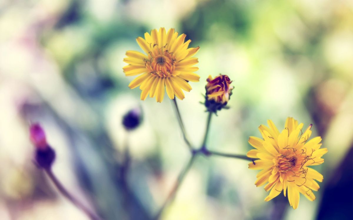 yellow flower in tilt shift lens