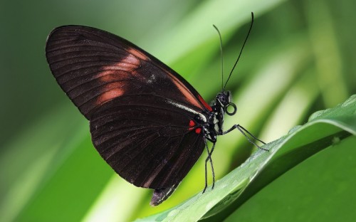 Image brown and black butterfly on green leaf