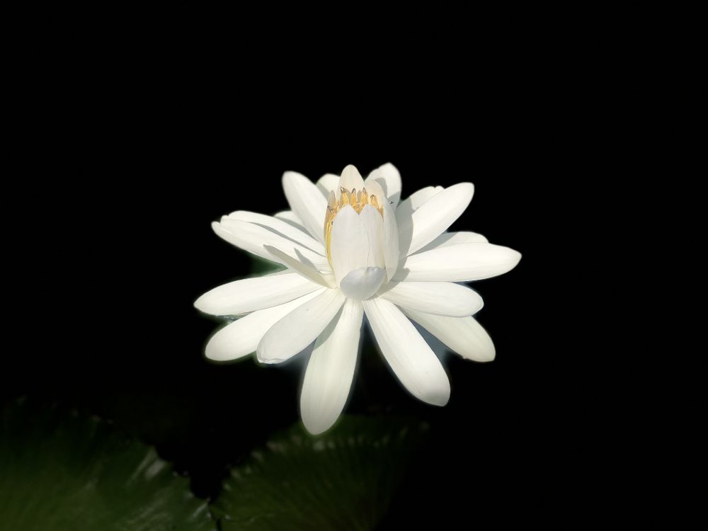 Flor Blanca Con Fondo Negro. Wallpaper in 4032x3024 Resolution