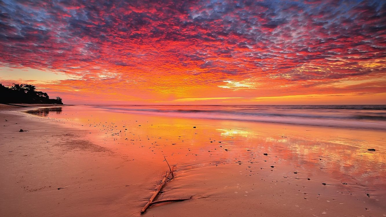 brown tree branch on brown sand during sunset