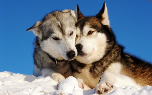 Image black and white siberian husky on snow covered ground during daytime