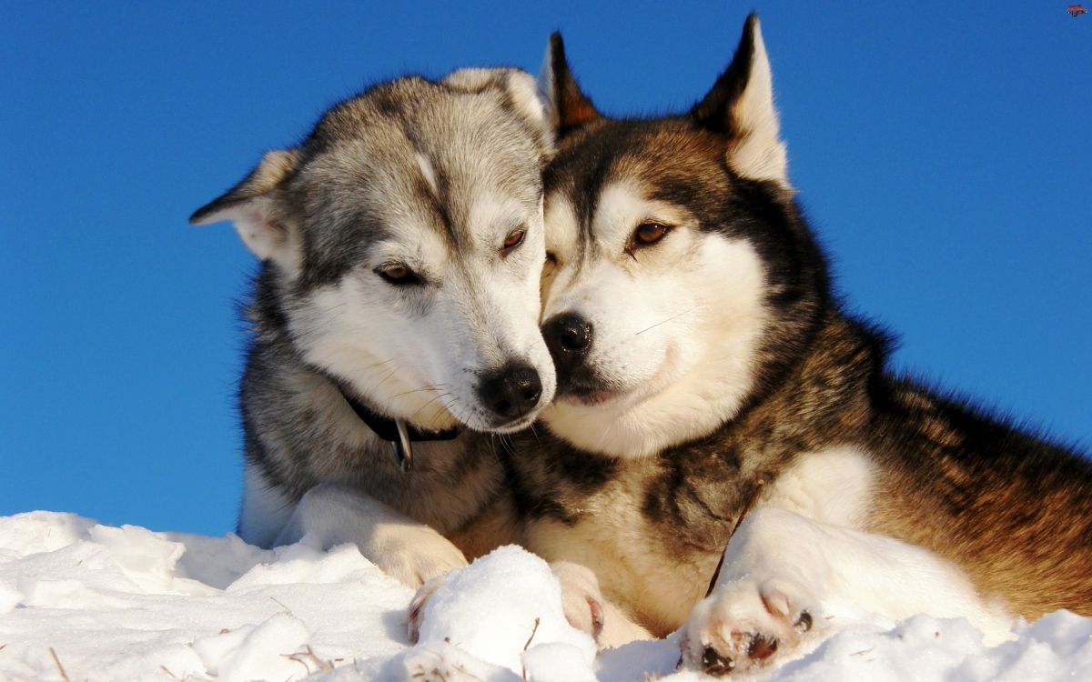 black and white siberian husky on snow covered ground during daytime