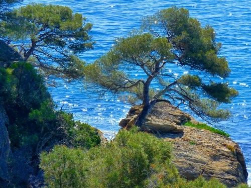 Image green trees near body of water during daytime