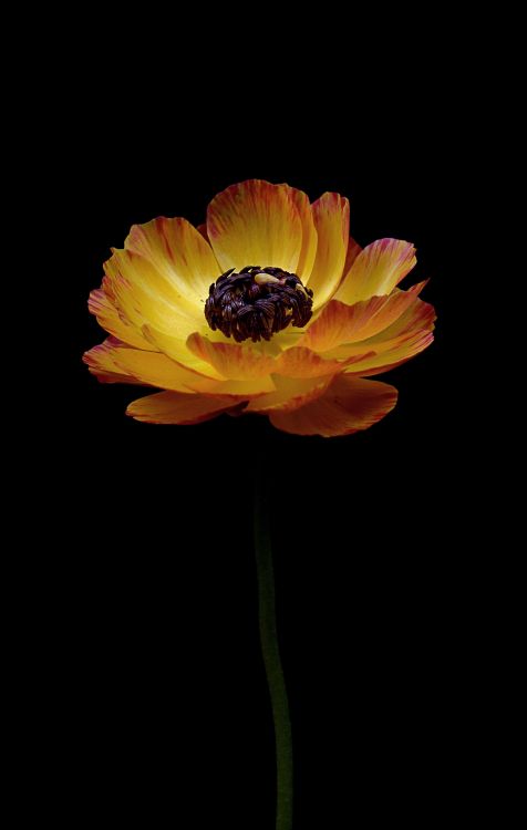 Gelbe Blume Auf Schwarzem Hintergrund. Wallpaper in 7025x11062 Resolution