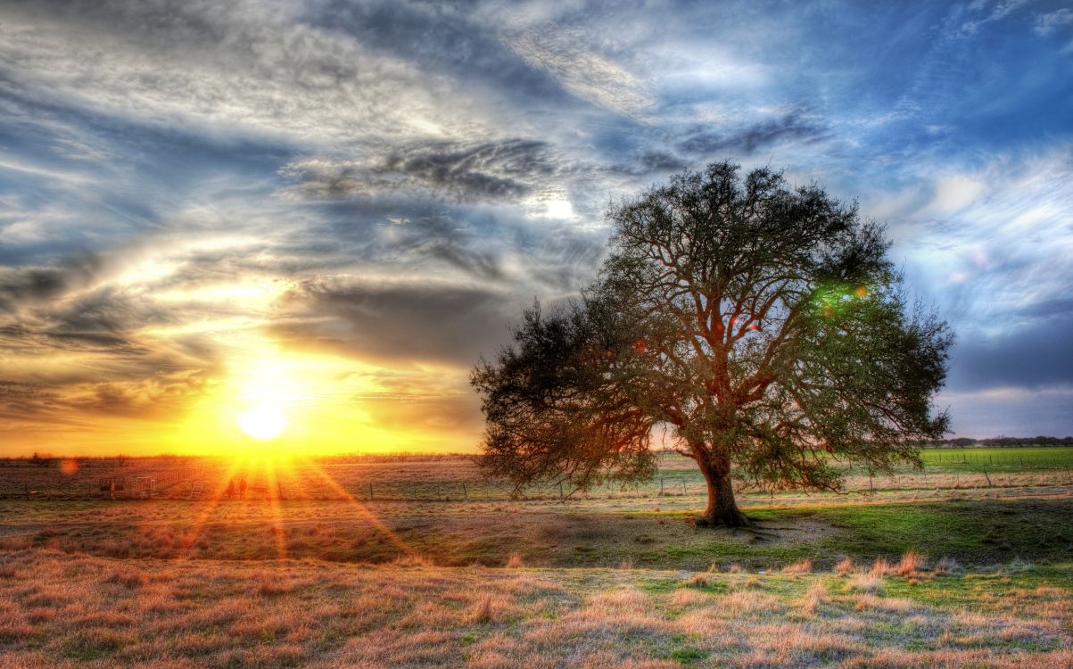 Grüner Baum Auf Brauner Wiese Bei Sonnenuntergang. Wallpaper in 5668x3531 Resolution