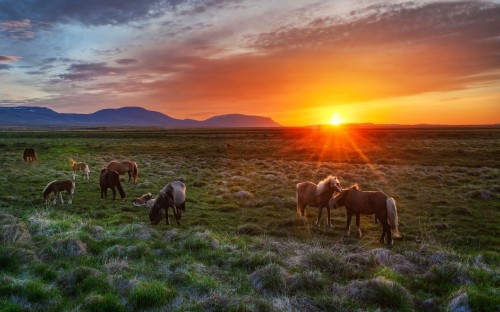 Image herd of horses on green grass field during sunset