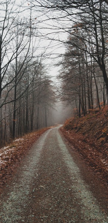 Image tree, branch, natural landscape, nature, forest