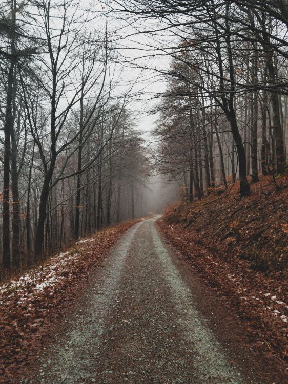 自然景观, 性质, 森林, 自然环境, 林地 壁纸 3024x4032 允许