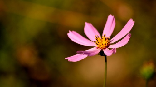 Image purple flower in tilt shift lens