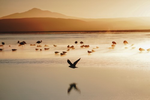 Image flock of birds on water during sunset