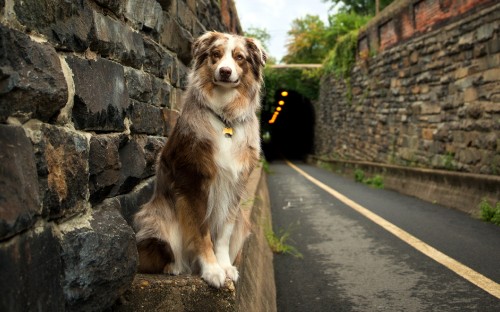 Image brown and white long coated dog sitting on gray concrete pavement during daytime