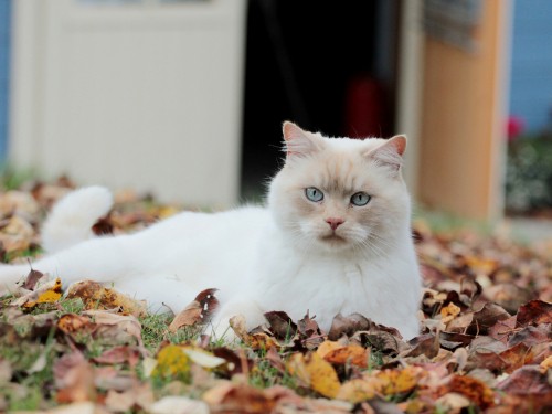 Image white cat on brown leaves