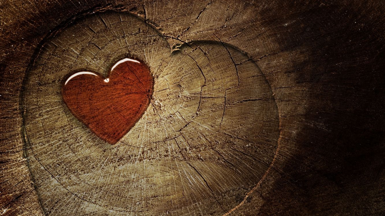 Herzen, Holz, Liebe, Organ, Baum. Wallpaper in 2560x1440 Resolution
