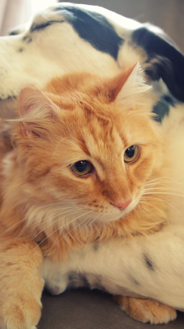 Image orange tabby cat lying on black textile