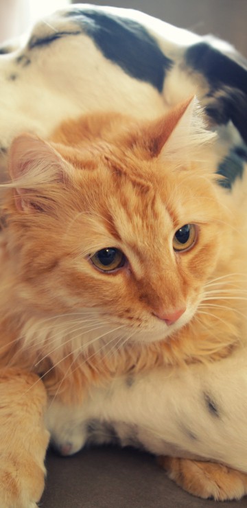Image orange tabby cat lying on black textile