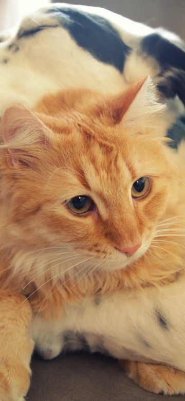 Image orange tabby cat lying on black textile