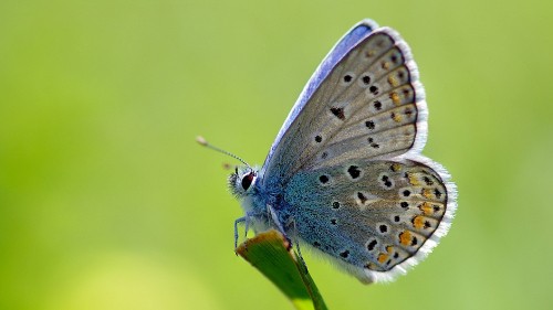 Image blue and white butterfly perched on green leaf in close up photography during daytime