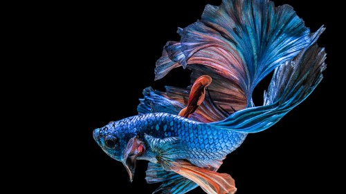 Image siamese fighting fish, fish, veiltail, underwater, art