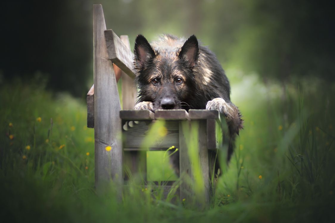 Pastor Alemán Negro y Marrón Acostado Sobre un Banco de Madera Marrón Durante el Día. Wallpaper in 2560x1706 Resolution