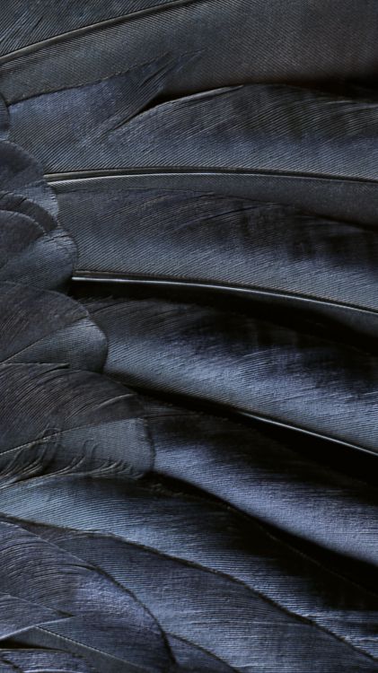 Apple, IOS 9, IPhone, Äpfeln, Ios. Wallpaper in 1152x2048 Resolution