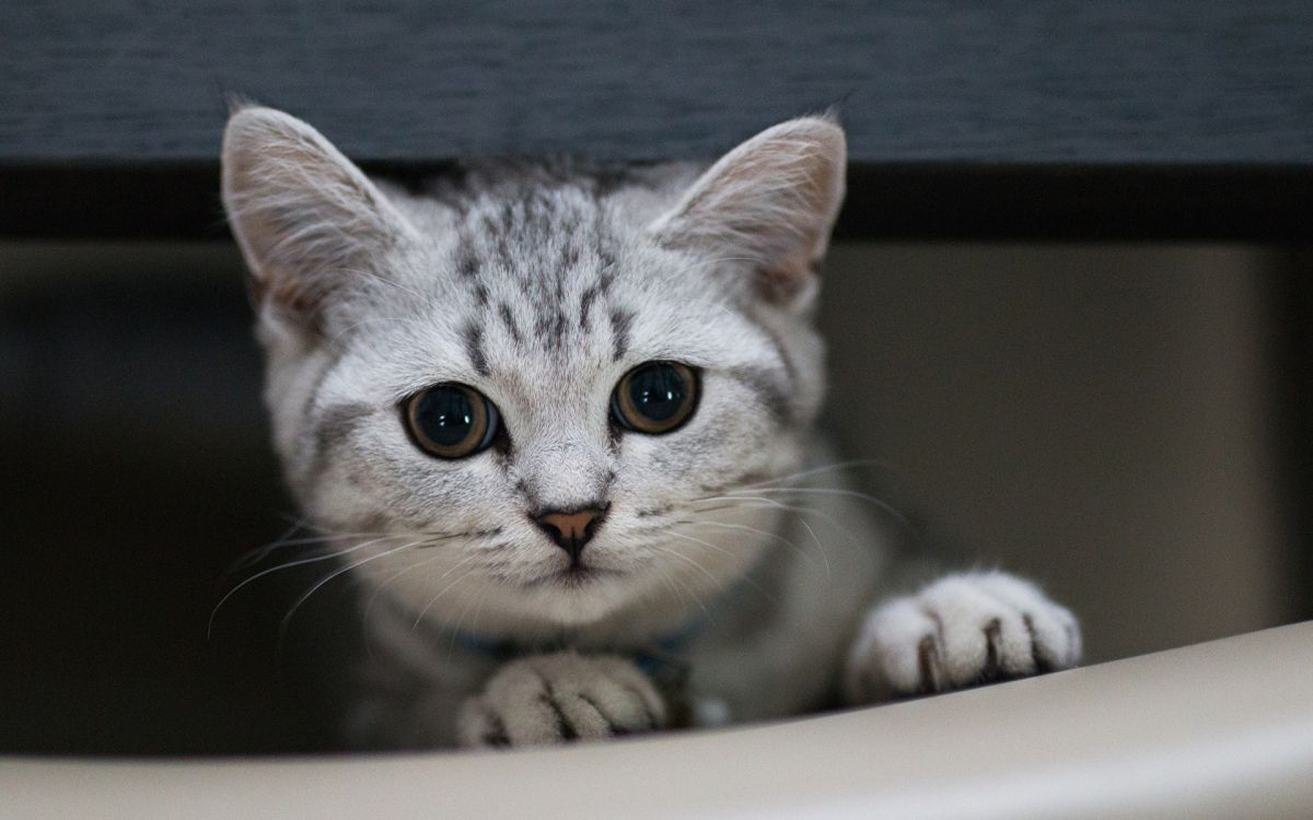 Chat Tigré Argenté Sur Tableau Blanc. Wallpaper in 1920x1200 Resolution