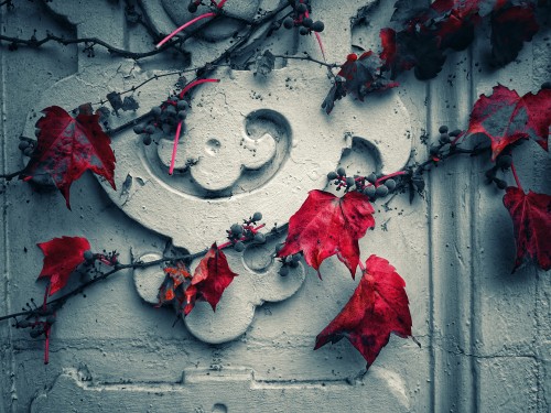 Image red leaves on gray concrete wall