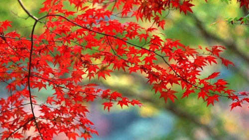 Image red and green maple leaves