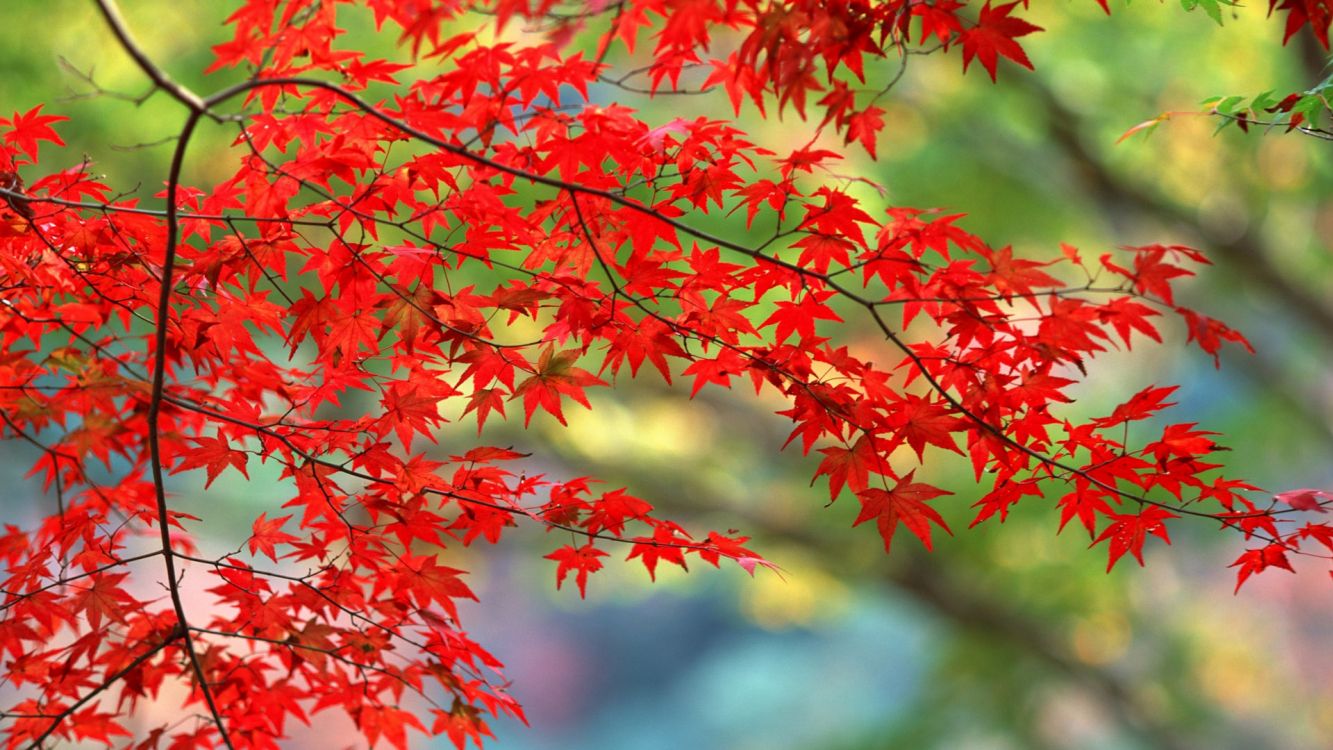 red and green maple leaves