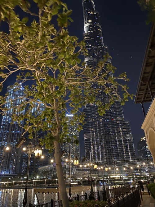 Image dubai, burj khalifa, tree, architecture, urban area