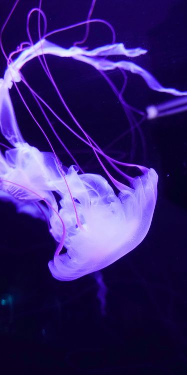 Qualle, Marine Biologie, Veilchen, Licht, Wirbellose. Wallpaper in 1600x3200 Resolution
