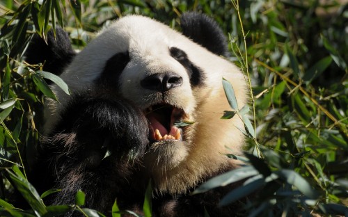 Image white and black panda eating green grass during daytime